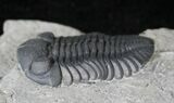 Very Nice Eldredgeops Trilobite - New York #20182-2